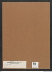 Diatomeae indet. (de-Toni-Nr.: Species 2969) Zeichnungen Sammlung Grunow Mappe 03164 (Herbarium_W_Grunow_drawings_Folder_03164)